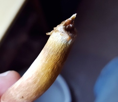 Xanthoconium affine affine