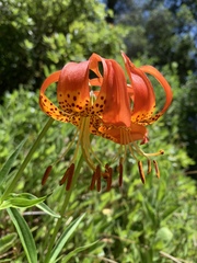 Lilium pardalinum pardalinum