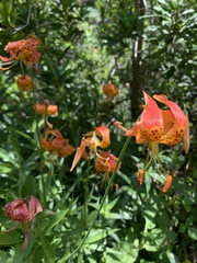 Lilium pardalinum pardalinum