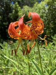 Lilium pardalinum pardalinum