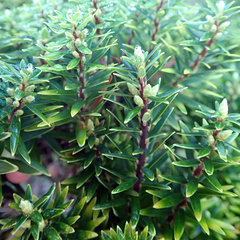 Leptecophylla robusta