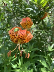 Lilium pardalinum pardalinum