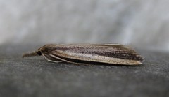 Donacaula albicostellus