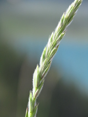 Leymus innovatus