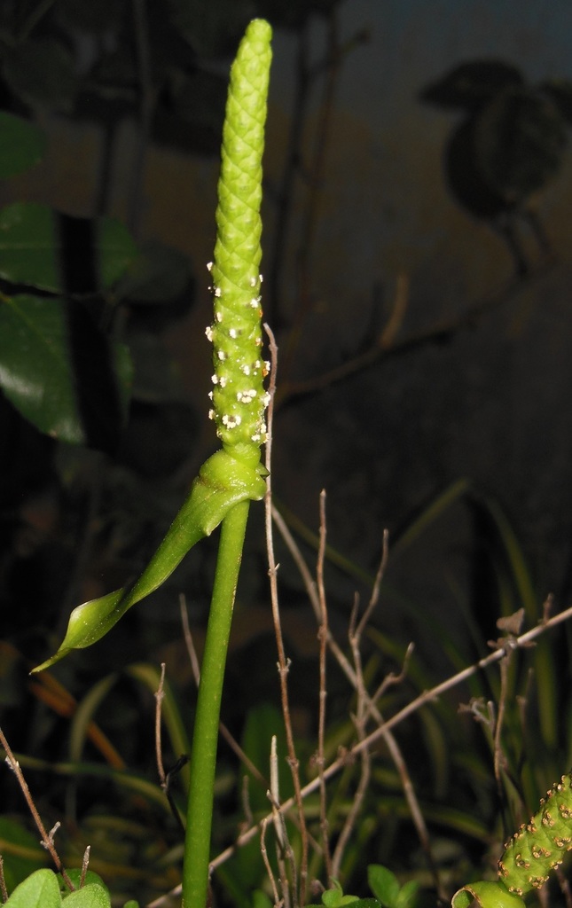 Anthurium leuconeurum  iNaturalist