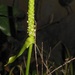 Anthurium leuconeurum Lem. 4
