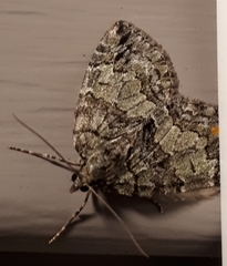 Hydriomena renunciata