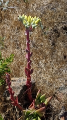 Dudleya farinosa