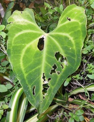 Anthurium leuconeurum