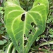 Anthurium leuconeurum Lem. 3