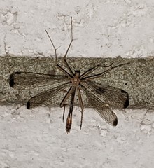 Hylobittacus apicalis