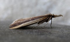 Donacaula albicostellus