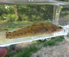 Etheostoma nigripinne