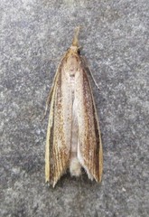 Donacaula albicostellus