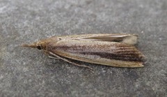 Donacaula albicostellus