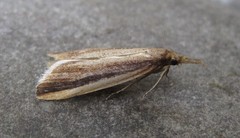 Donacaula albicostellus