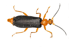 Neopyrochroa flabellata
