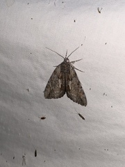 Catocala insolabilis