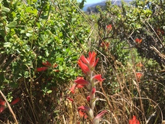 Castilleja subinclusa
