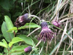 Cirsium suzukii