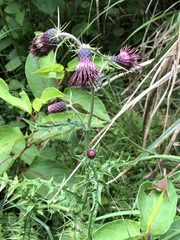 Cirsium suzukii