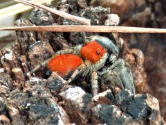 Phidippus whitmani