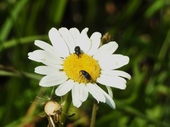 Odontocorynus umbellae