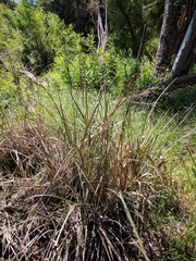 Carex spissa
