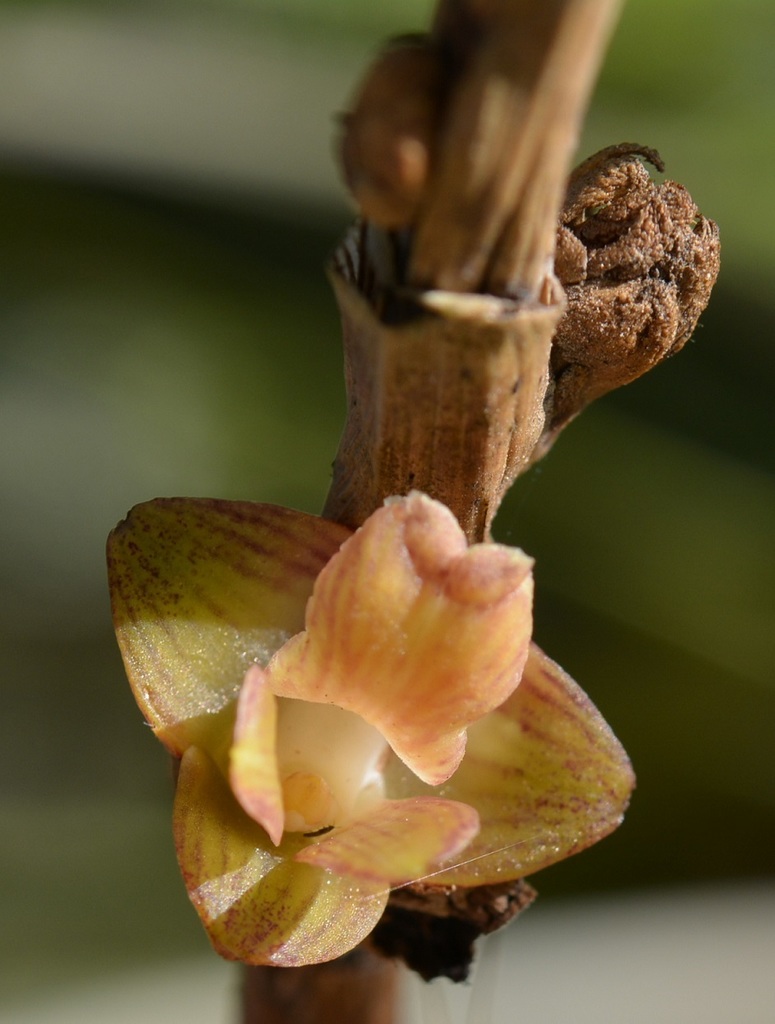 Nemaconia striata
