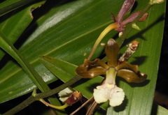 Prosthechea varicosa