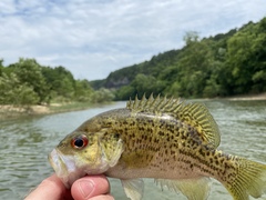 Ambloplites constellatus