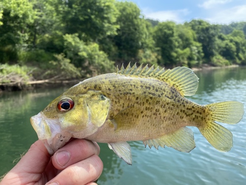 Ozark Bass