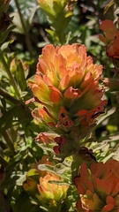 Castilleja wightii