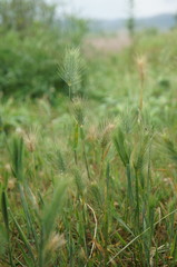 Hordeum geniculatum