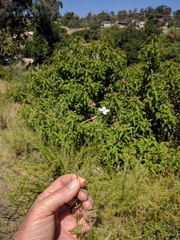 Clarkia epilobioides