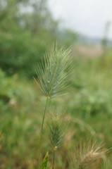 Hordeum geniculatum