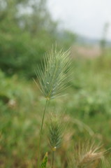 Hordeum geniculatum
