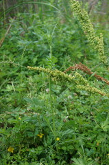 Cephalaria transsylvanica
