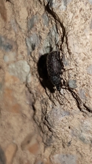 Otiorhynchus sulcatus