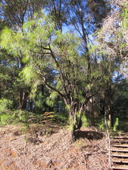 Persoonia longifolia