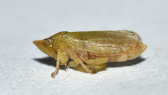 Xerophloea viridis