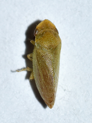 Xerophloea viridis