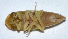 Xerophloea viridis