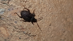 Otiorhynchus sulcatus