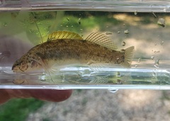 Etheostoma nigripinne