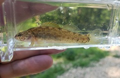 Etheostoma nigripinne