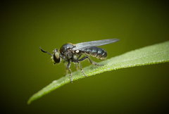 Cerotainia