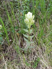 Castilleja septentrionalis