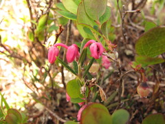 Andromeda polifolia