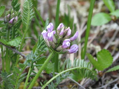Oxytropis borealis